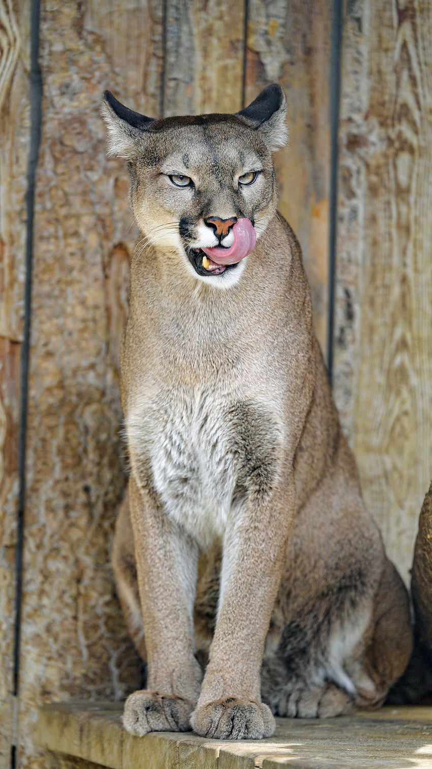 Animals, Puma, Predator, Big Cat, Protruding Tongue, Tongue Stuck Out HD phone wallpaper