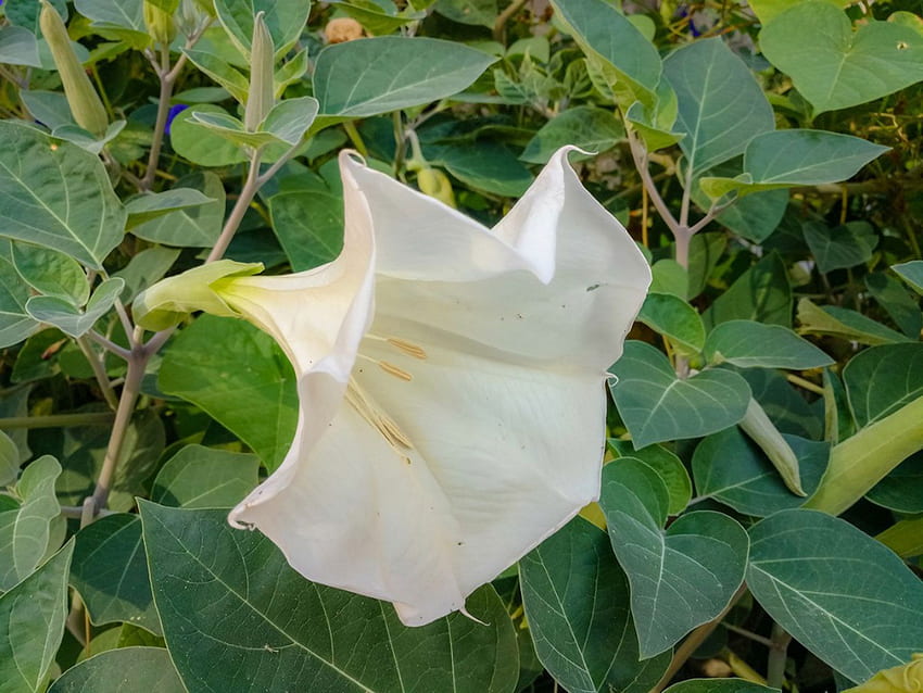 Datura Plant Growing: Informações sobre Datura Trumpet Flower Care, Angel Trumpet papel de parede HD