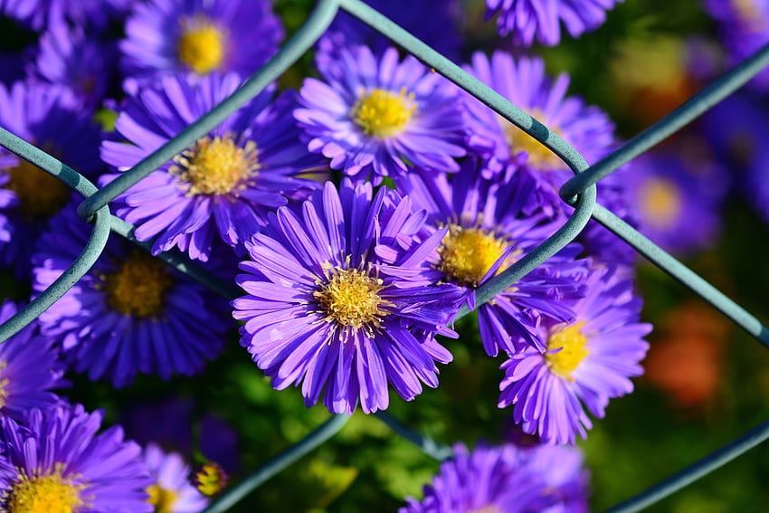 Flowers, Violet, Purple, Aster HD wallpaper
