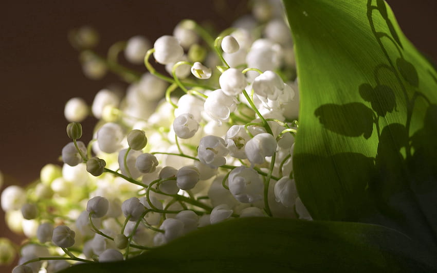 Flowers, Lily Of The Valley, Macro HD wallpaper