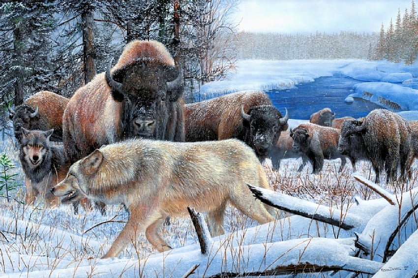 wolf and bisons, winter, bison, wolf, animals HD wallpaper