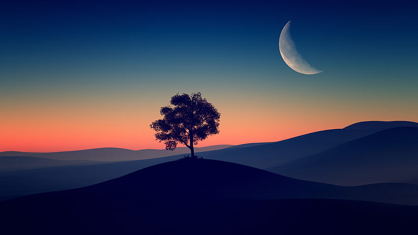 Baum, dunkler Abend, Silhouette HD-Hintergrundbild