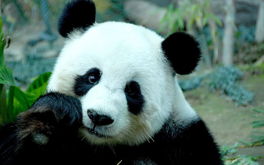 Sad Panda Bear HD wallpaper