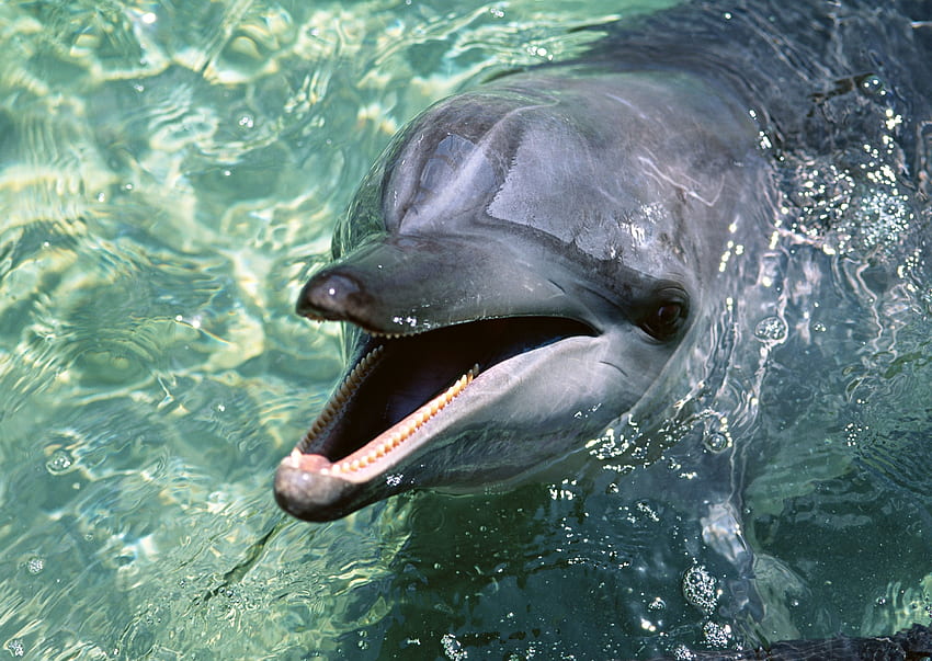 동물, 물, 총구, 매끄러운, 좋은, 연인, 놀기 좋아하는, 돌고래 HD 월페이퍼