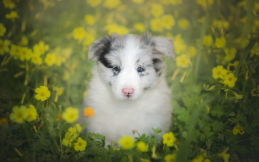 Кученце, куче, австралийско пастирско куче, сладко, животно, бяло, сини очи, сладко, пролет, поле, цвете, зелено, жълто, кейн HD тапет