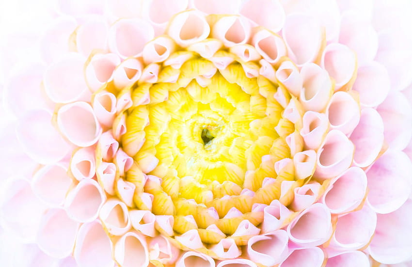 Bardzo bliska foto z kwiatami, śliczny pastelowy kwiat Tapeta HD