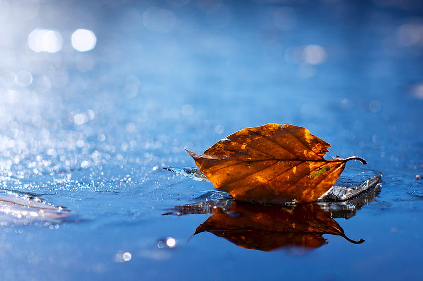 Woda, jesień, makro, płyn, arkusz, liść, suchy, upadły Tapeta HD