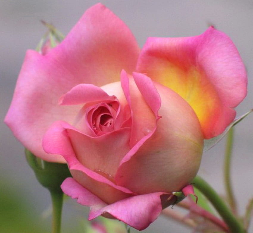 Saturday morning rose, rose, pink, white, yellow, flower, green HD wallpaper