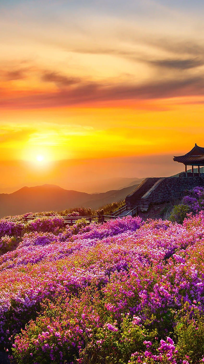 Sunset mountain meadow with flowers HD wallpapers | Pxfuel