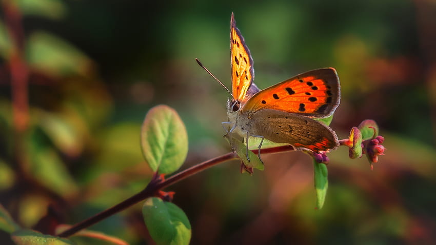 Butterfly, animal, graphy, insect HD wallpaper