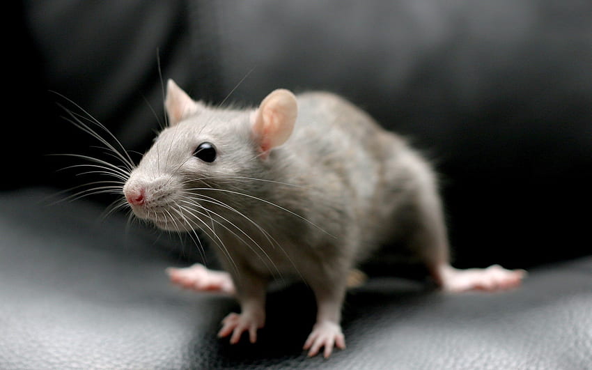 Animals, Sit, Grey, Mouse, Rodent HD wallpaper