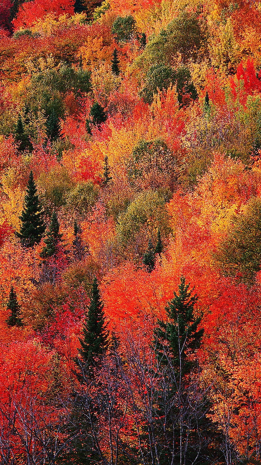 Rusty Red Forest Fall Android HD phone wallpaper