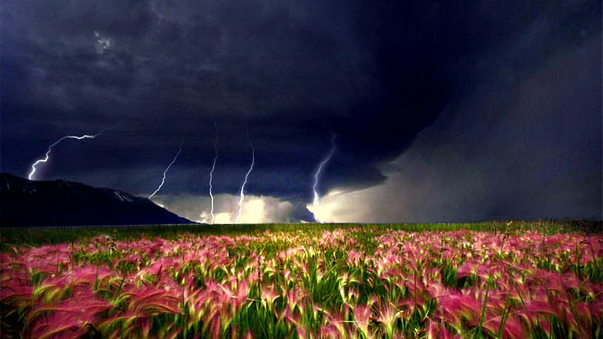 Storm Field Rain Clouds Stormy Moving Tornado Closer Weather Flowers Nature Backgrounds Detail HD wallpaper