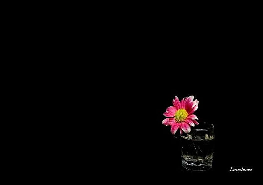 Loneliness, pink and yellow, black background, gerber daisy, lonliness, glass, water HD wallpaper