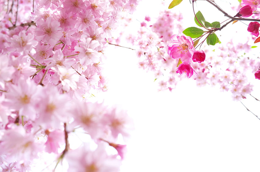 Beautiful Sakura - Background Hello Kitty Pink - & 背景 高画質の壁紙