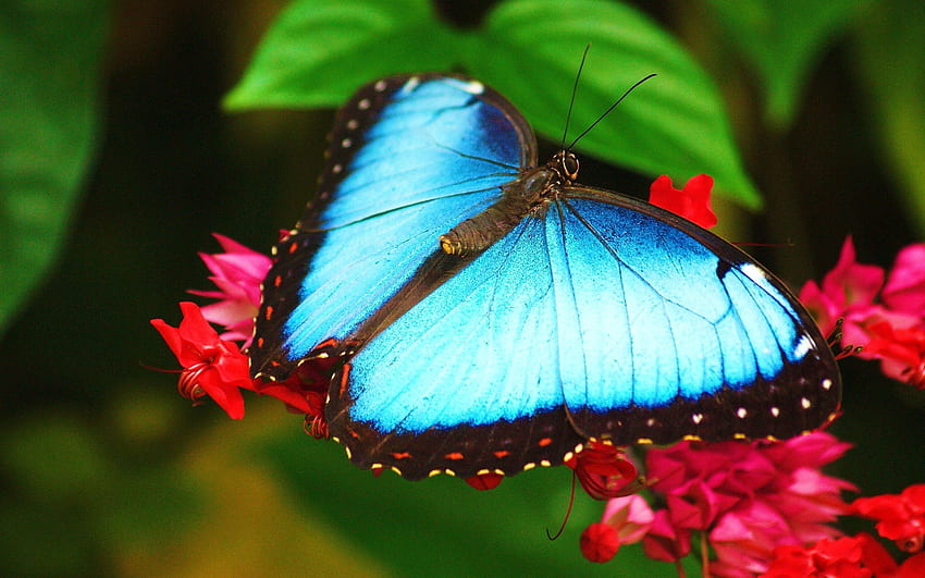 Flowers, Patterns, Macro, Surface, Color, Butterfly HD wallpaper