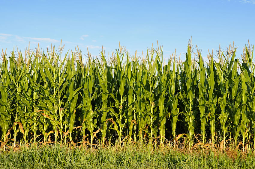 Pole kukurydzy w Illinois, pole kukurydzy Tapeta HD