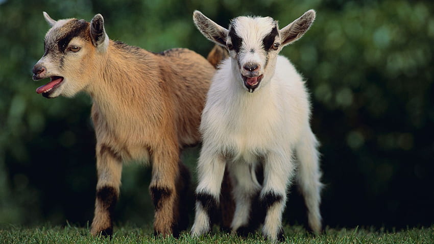 Baby Goat Gallery, Cute Baby Goat HD wallpaper