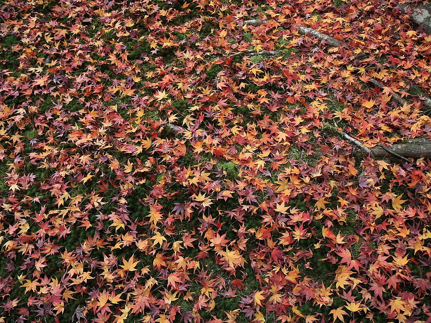 Natur, Gras, Herbst, Blätter, gefallen HD-Hintergrundbild