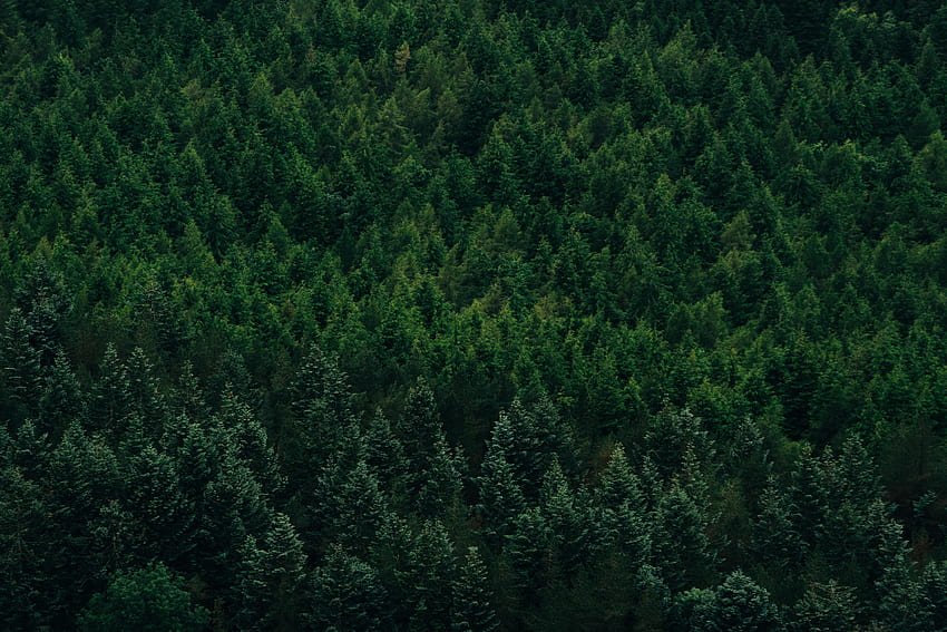 Natura, alberi, vista dall'alto, conifere, foresta Sfondo HD
