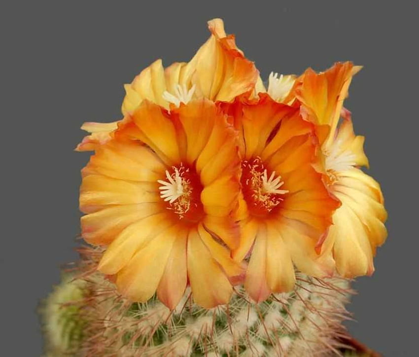 cactus, orange, macro, flower HD wallpaper