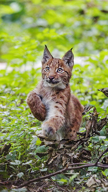 Lynx Kittens and Butterflies HD wallpaper download