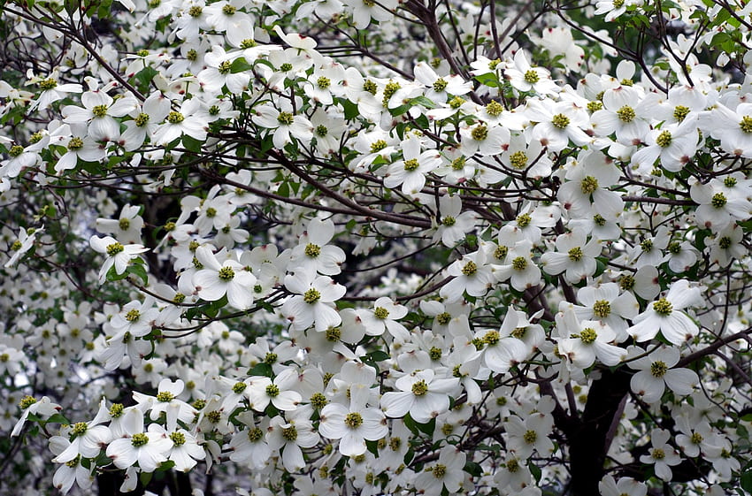Blumen, Zweige, Blüte, Blüte, Garten, Schneewittchen, Schneewittchen, Hartriegel HD-Hintergrundbild