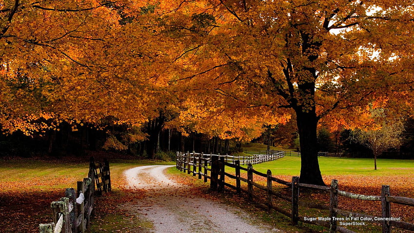 Forest: Autumn Path New England Fence Trees Green Forest HD wallpaper