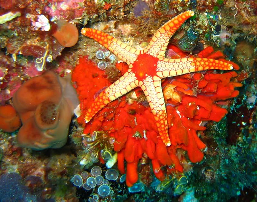 Starfish, life, orange, ocean HD wallpaper
