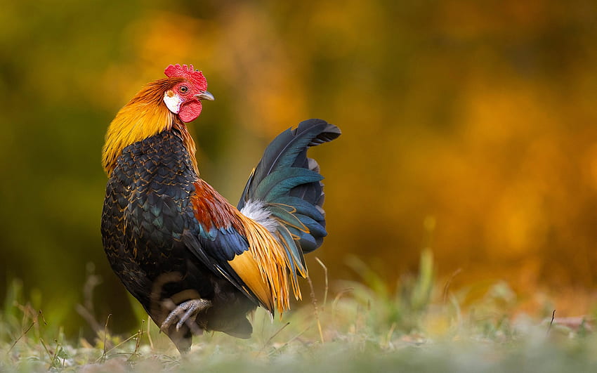 Rooster, animal, chicken, nature HD wallpaper