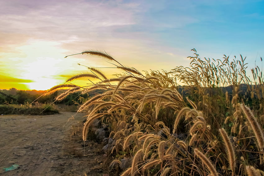 Nature, Grass, Sky, Rays, Beams, Ears, Dry, Spikes HD wallpaper