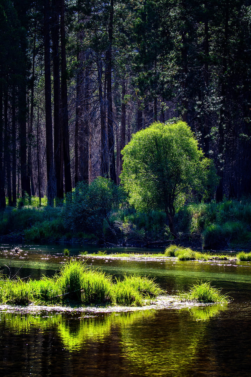 Doğa, Nehirler, Ağaçlar, Çimen, Orman, Güneş Işığı HD telefon duvar kağıdı