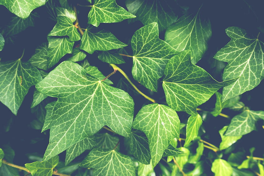 Roślina bluszczu, zielone liście, z bliska Tapeta HD