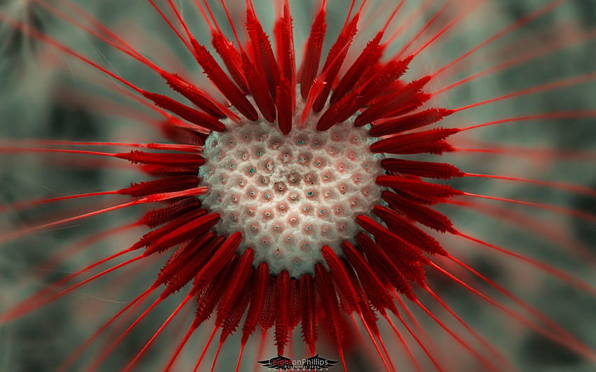 Flower, Macro, Heart, Dandelion, Seeds, Seed HD wallpaper