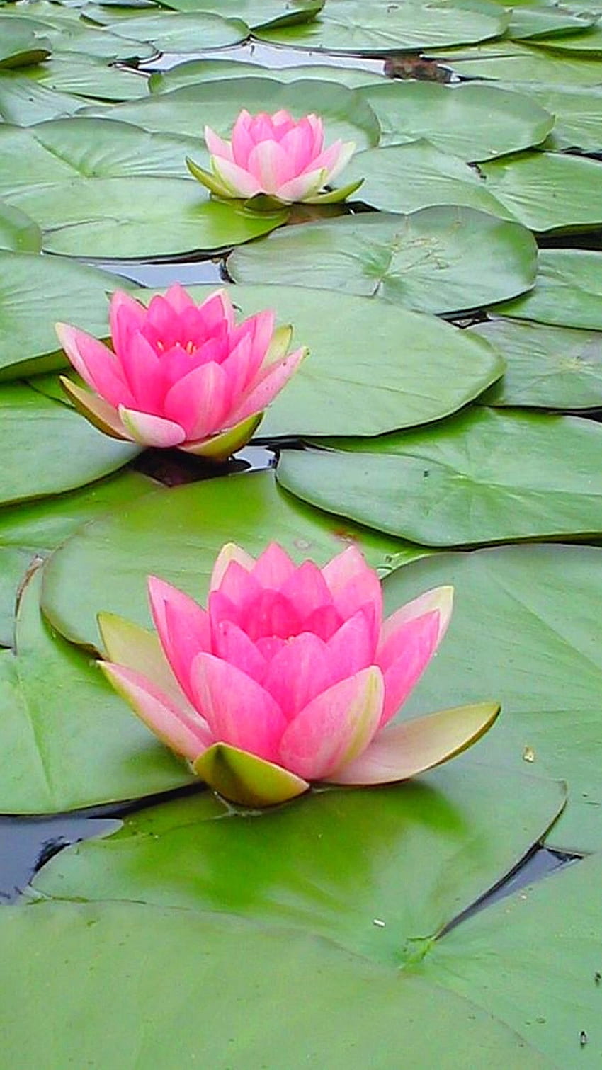 Lotusblume, rosa Lotusblume HD-Handy-Hintergrundbild