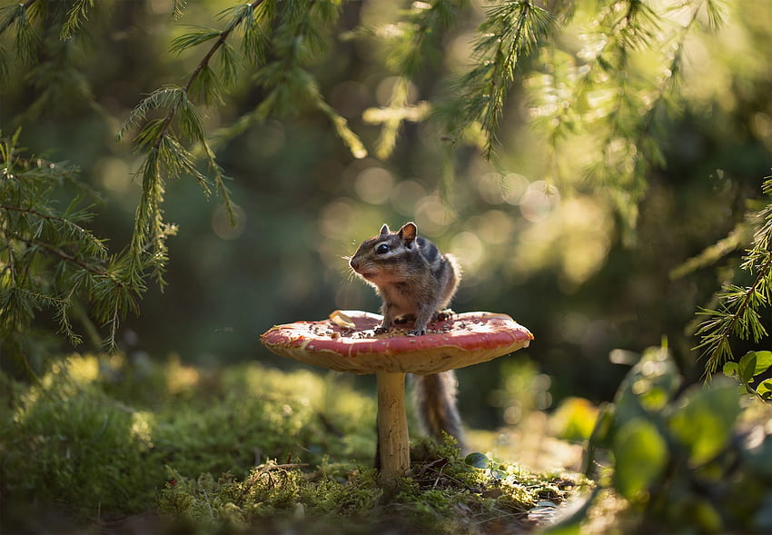 Chipmunk, nature, squirrel, animal, veverita, mushroom HD wallpaper
