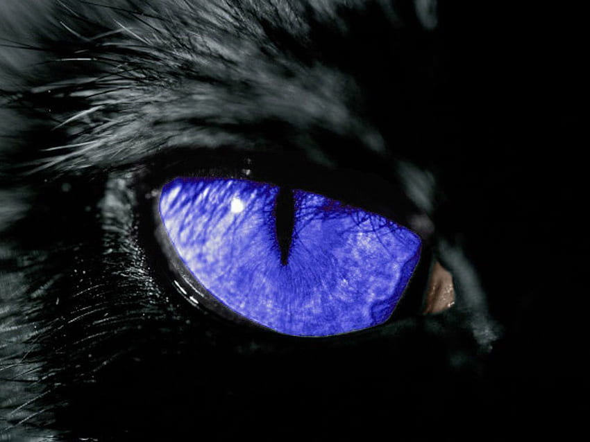 Black Cat . Cat with blue eyes, Eyes , Scary eyes, Cat Blue Eyes HD wallpaper