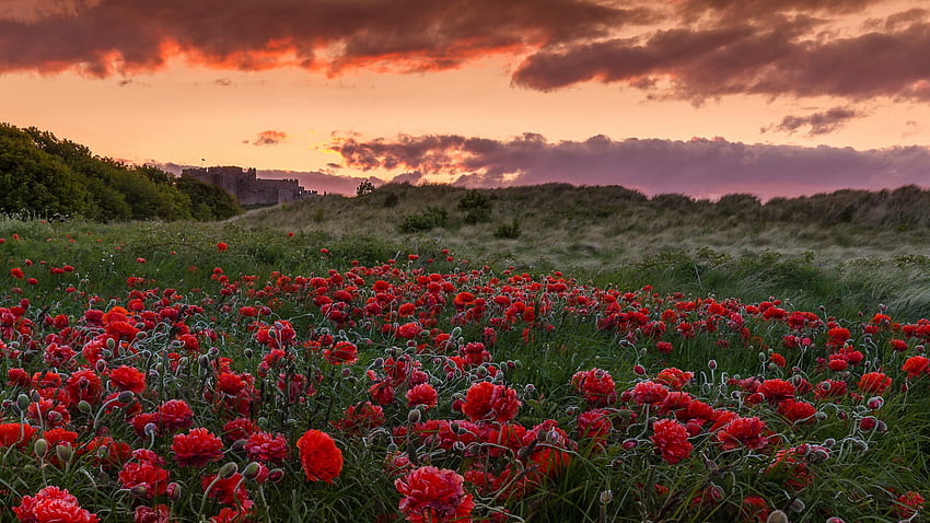 Nature, Flowers, Sunset, Poppies, Field HD wallpaper