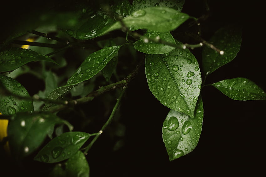 ใบไม้ หยด มาโคร เบลอ สมูท ความชื้น น้ำค้าง วอลล์เปเปอร์ HD