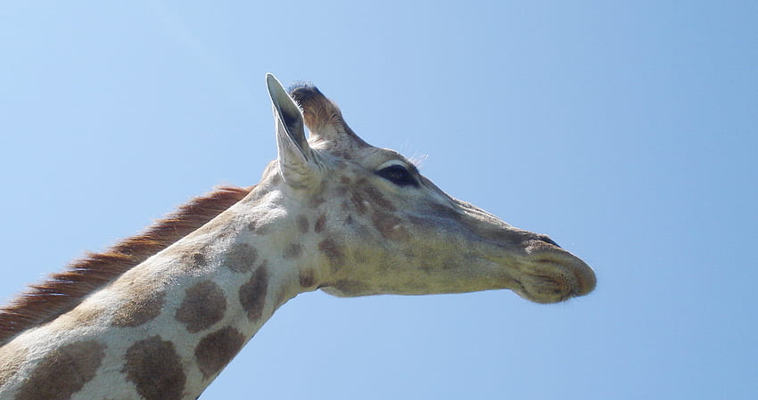 Girafa posando, mamífero, girafa, vida selvagem africana, giraffa camelopardalis papel de parede HD