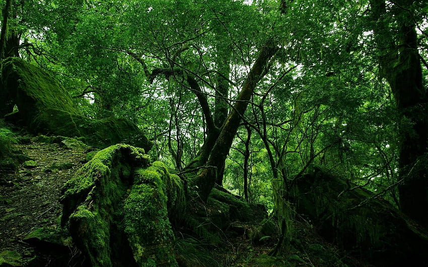 ジャングル, 自然, 森, 苔, 雑木林, 雑木林, つる, つる, 荒野 高画質の壁紙