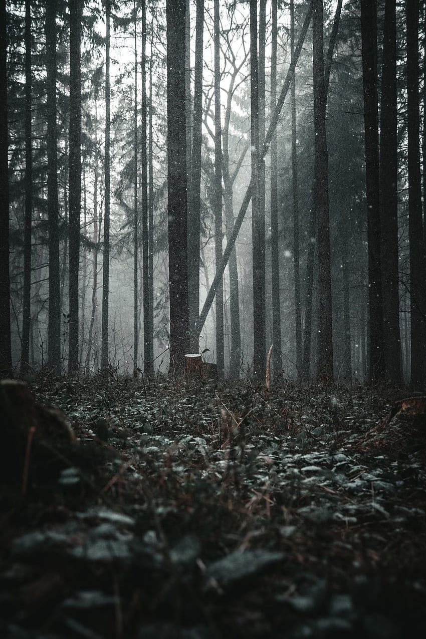 Dark Forest, Dark Misty Forest HD phone wallpaper