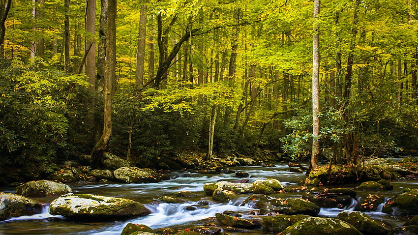 Elkmont Stream, Great Smoky Mountains, เทนเนสซี, ต้นไม้, ป่า, หิน, สหรัฐอเมริกา, หิน วอลล์เปเปอร์ HD