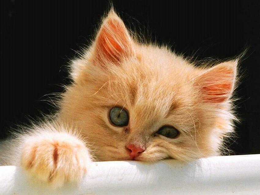 Lazy kitty, animal, kitten, lazy, kitty, cat HD wallpaper