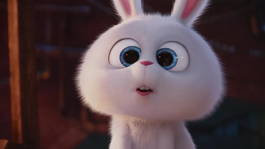 Angry Bunny, Snowball HD wallpaper