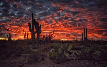 Tucson Arizona Sunset Flaming Sky Desert Landscape With Cactus For ...