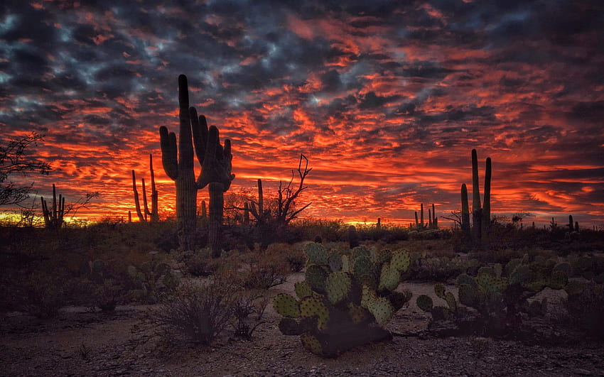 Тусон, Аризона, залез, пламтящо небе, пустинен пейзаж с кактус за мобилни телефони и компютър HD тапет