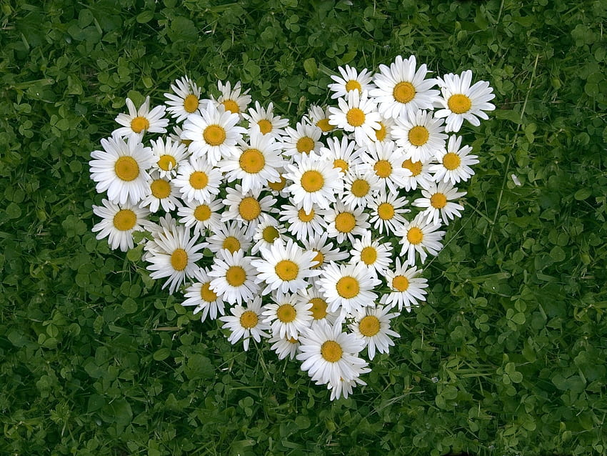 Blumenherz (für Heike- Love4MJ4ever ), Herz, grün, Gänseblümchen, Blume HD-Hintergrundbild