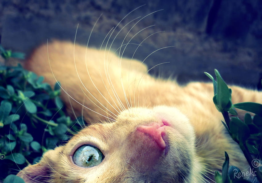 Animals, Cat, Muzzle, Eyes, Redhead HD wallpaper
