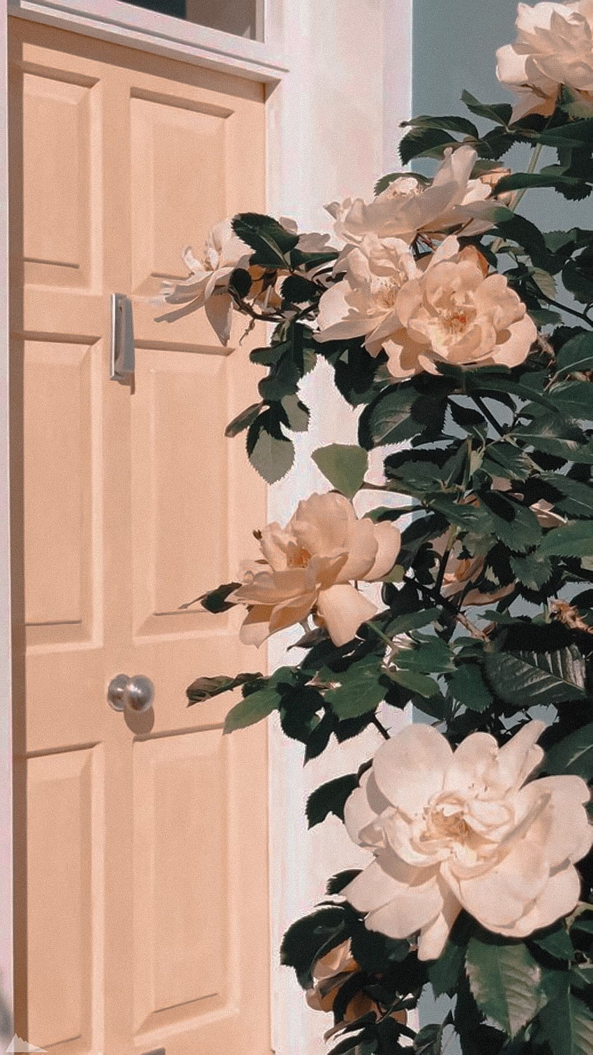 ästhetische iphone pastellrosa blumen – Blumen HD-Handy-Hintergrundbild